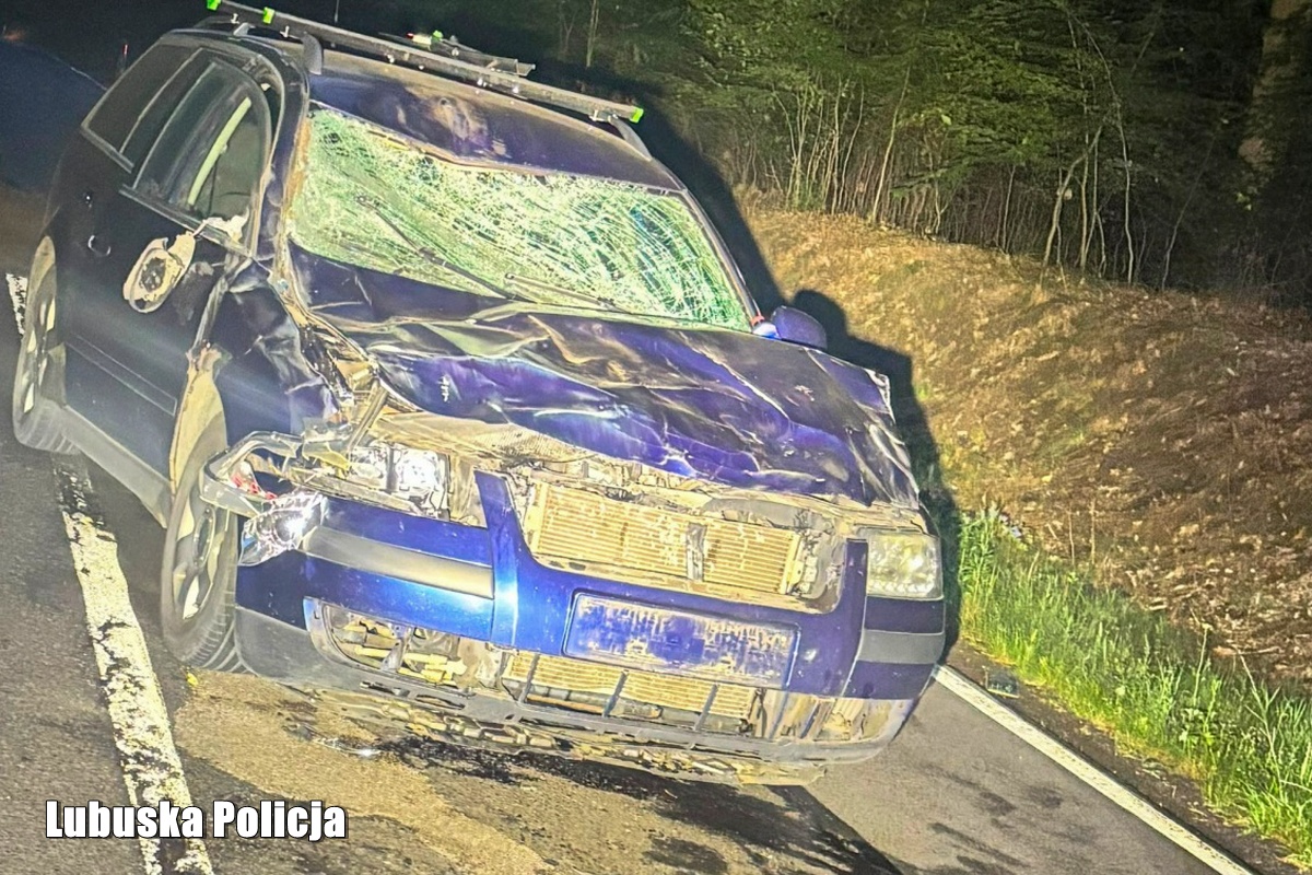 Groźne zderzenie z żubrem na DW 160. Kierowca wyszedł bez szwanku, zwierzę nie przeżyło