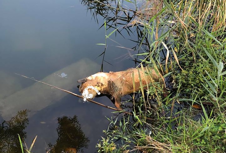 Strzelce Kraj. - Martwy pies w jeziorze Dolnym [FOTO]