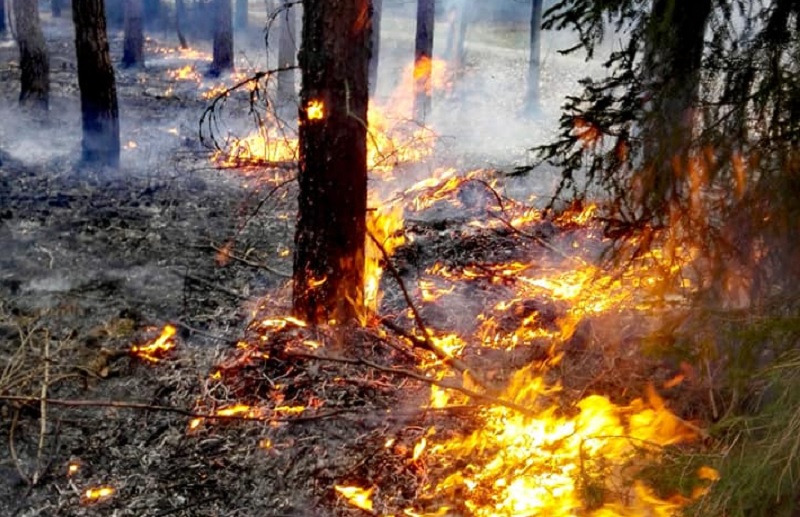 UWAGA! Wysokie zagrożenie pożarowe w lasach...
