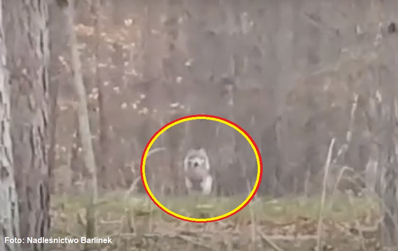 Wilki coraz częściej pojawiają się w regionie - tym razem nagrano osobnika w nadleśnictwie Barlinek | VIDEO