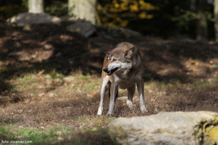 Coraz więcej wilków w lasach powiatu strzelecko-drezdeneckiego