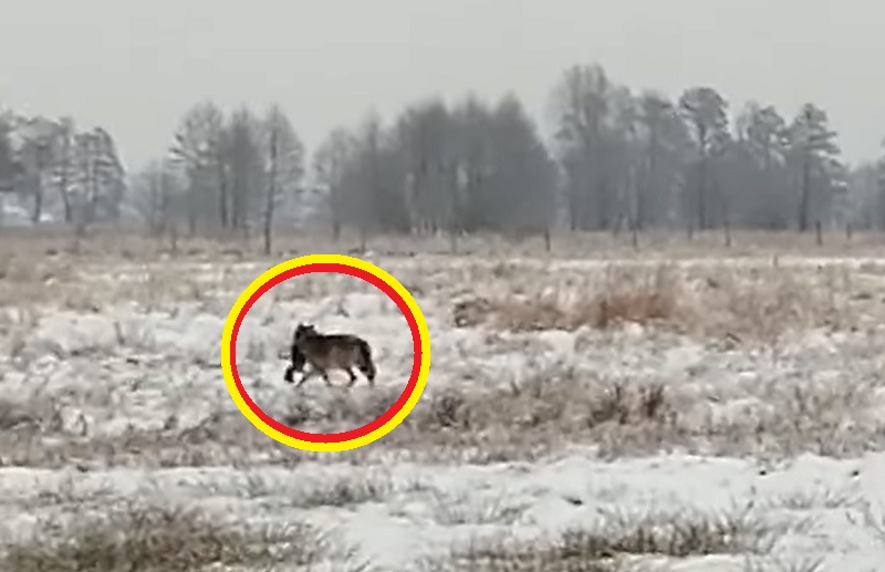 Wilk niesie zagryzionego psa - mieszkańcy gminy Drezdenko coraz bardziej obawiają się wilków | VIDEO